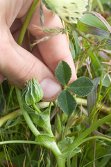 Trifolium fucatum