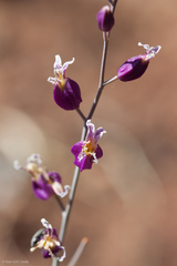 Streptanthus glandulosus glandulosus