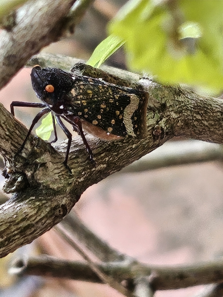 Acraephia pavonina