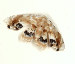 Holocryptis phasianura