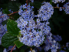 Ceanothus oliganthus
