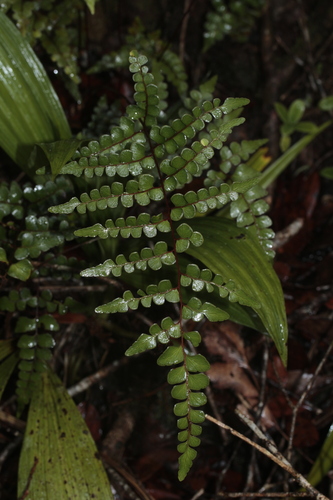 Lindsaea nervosa observed 2023-10-06