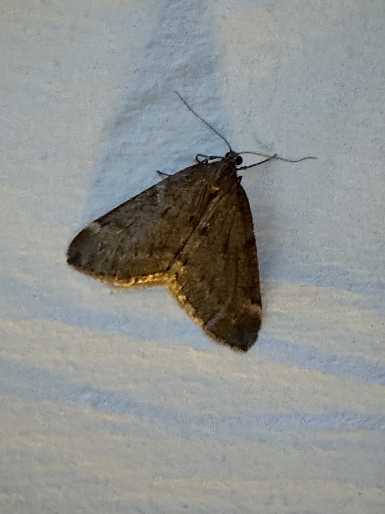 Fall cankerworm moth from bethel church rd salisbury md us on