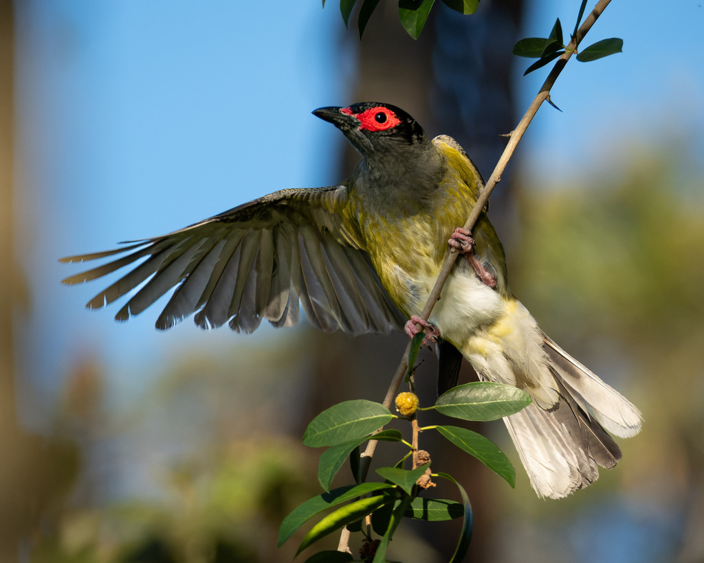 Australasian Figbird photo