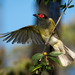 Australasian Figbird - Photo (c) Ashley Anderson, some rights reserved (CC BY-NC-SA), uploaded by Ashley Anderson