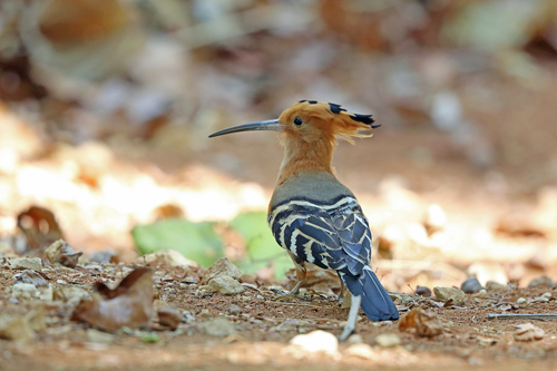 Madagascar Hoopoe