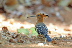 Madagascar Hoopoe photo 2