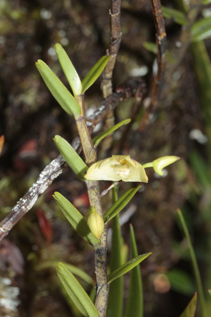 Dendrobium pectinatum Finet