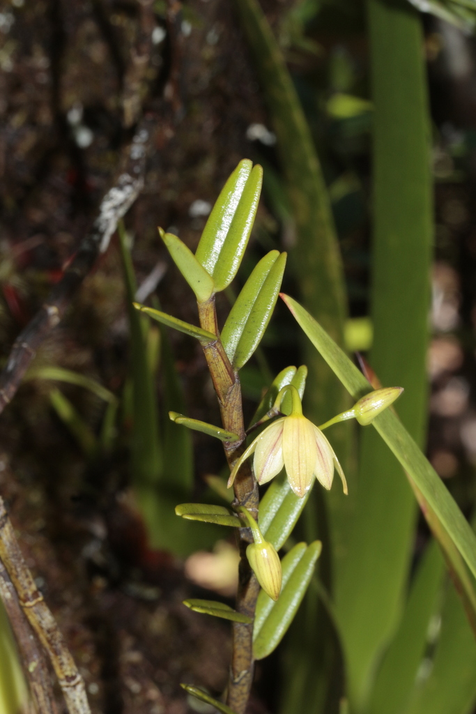 Dendrobium pectinatum Finet 2
