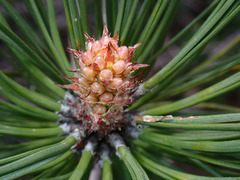 Pinus coulteri