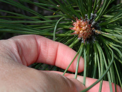 Pinus coulteri