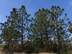 Pinus coulteri