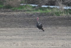 Meleagris gallopavo merriami