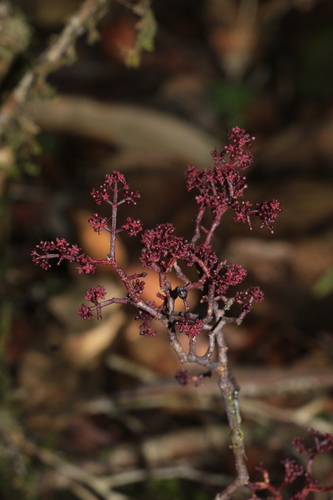 Daenikera corallina observed 2023-10-06