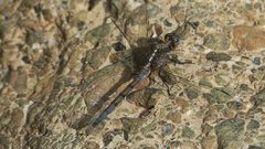 Orthetrum chrysostigma