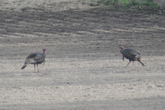 Meleagris gallopavo merriami