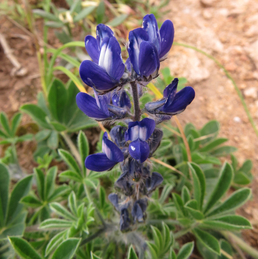 Small-flowered Lupine