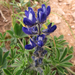 Small-flowered Lupine - Photo (c) Joachim Louis, some rights reserved (CC BY-NC-ND), uploaded by Joachim Louis