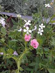 Linum pubescens