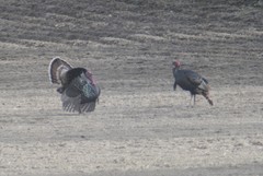 Meleagris gallopavo merriami