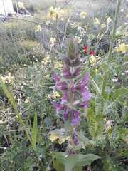Stachys arabica