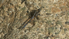 Orthetrum chrysostigma