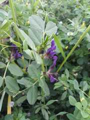 Vicia narbonensis