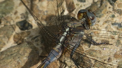 Orthetrum chrysostigma