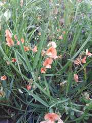 Lathyrus hierosolymitanus