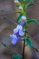 Sairocarpus vexillocalyculatus