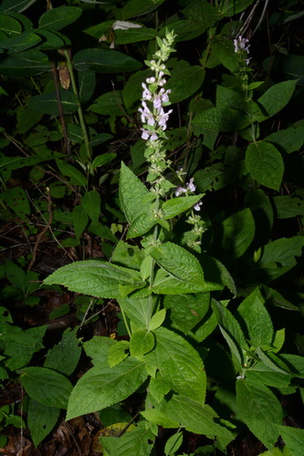 Image of Stachys alabamica by (c) Brian Finzel, some rights reserved (CC BY-SA)