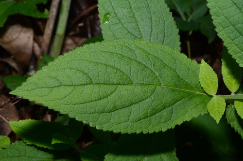 Image of Stachys alabamica by (c) Brian Finzel, some rights reserved (CC BY-SA)