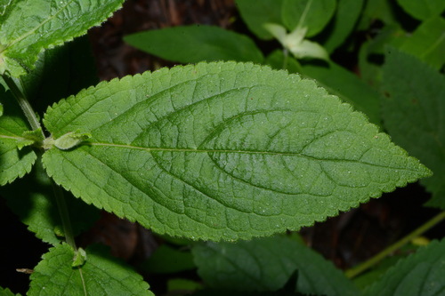 Image of Stachys alabamica by (c) Brian Finzel, some rights reserved (CC BY-SA)