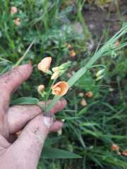 Lathyrus hierosolymitanus