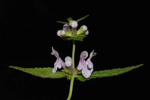 Image of Stachys alabamica by (c) Brian Finzel, some rights reserved (CC BY-SA)