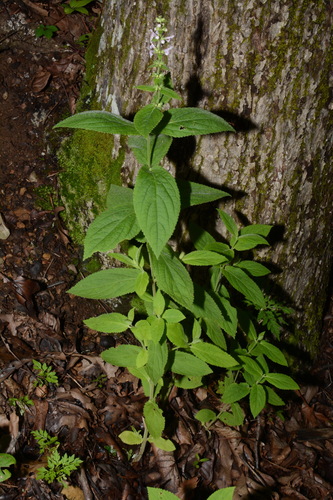 Image of Stachys alabamica by (c) Brian Finzel, some rights reserved (CC BY-SA)
