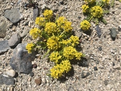 Lepidium flavum