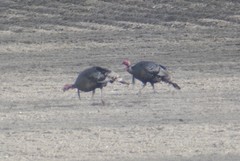 Meleagris gallopavo merriami