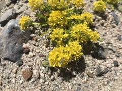 Lepidium flavum