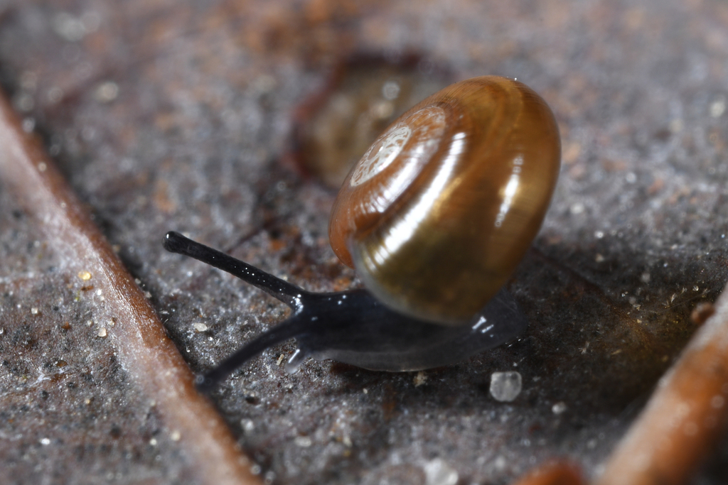 Rayed Glass Snail