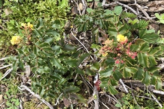 Berberis pinnata