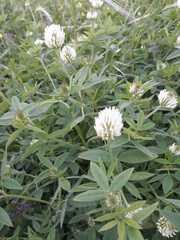 Trifolium vavilovii
