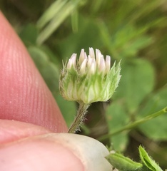 Trifolium microdon