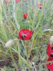 Papaver umbonatum