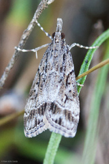 Eudonia rectilinea
