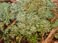 Cladonia umbricola