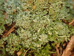 Cladonia umbricola