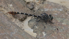 Paragomphus sinaiticus