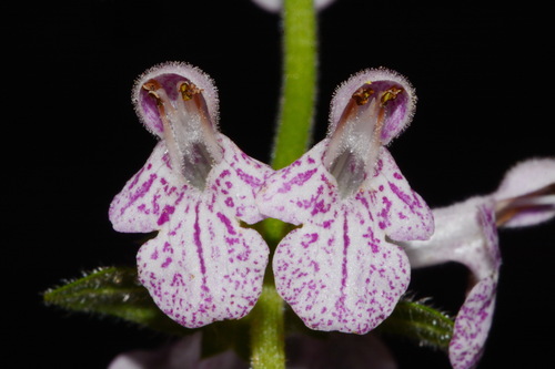 Alabama Hedge-nettle (Stachys alabamica)