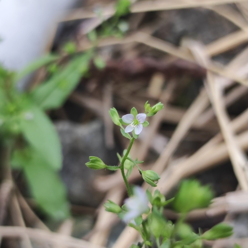 Image of Veronica undulata by (c) naturalist132890, some rights reserved (CC BY)